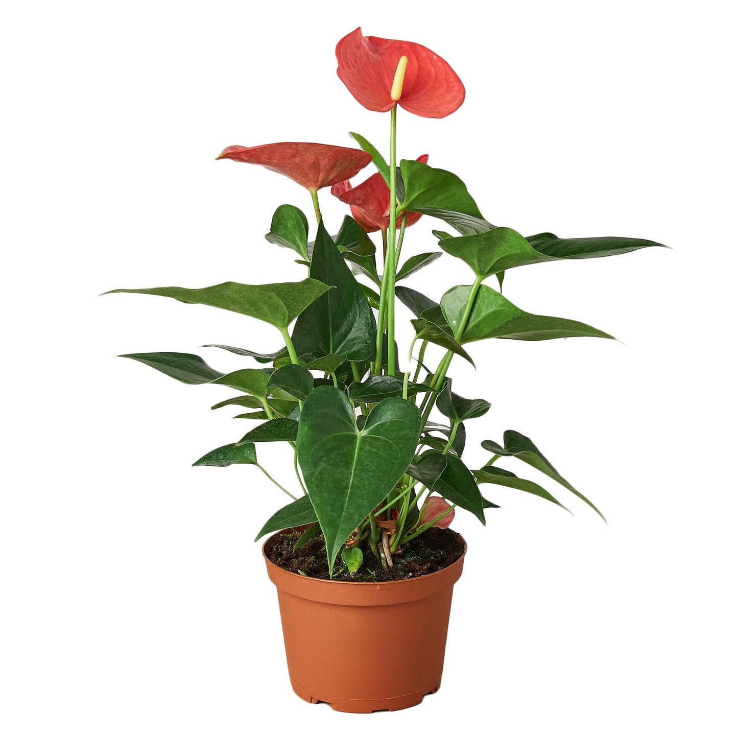 Anthurium 'Pink'