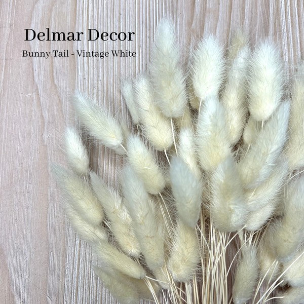 Dried Bunny Tail, floral decor - White & Lavender