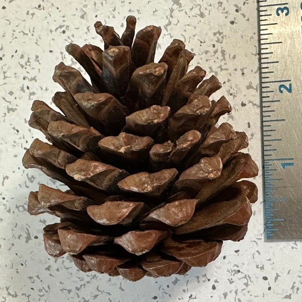 Pinecones - bag of 10