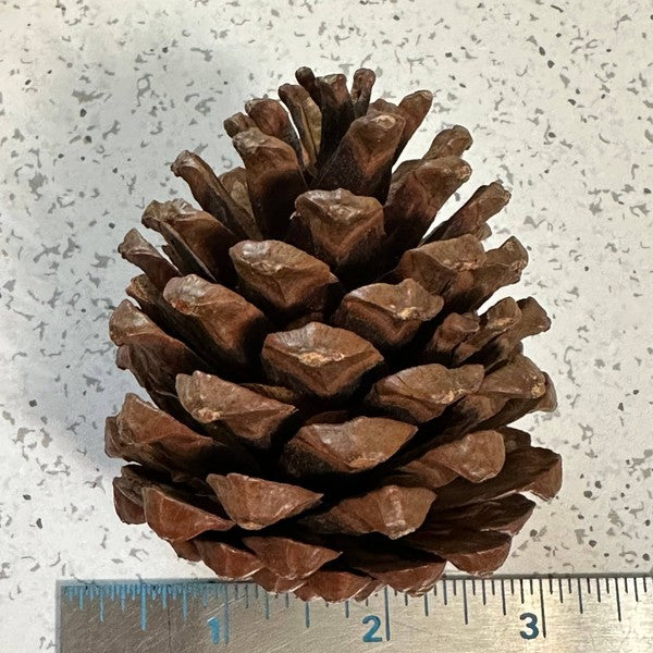 Pinecones - bag of 10