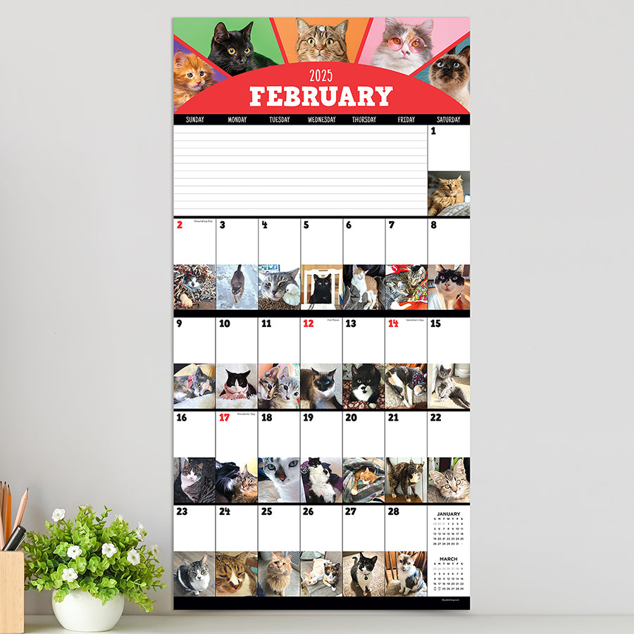 2025 Cat-A-Day Wall Calendar