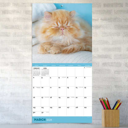 2025 Cat Dreams Wall Calendar