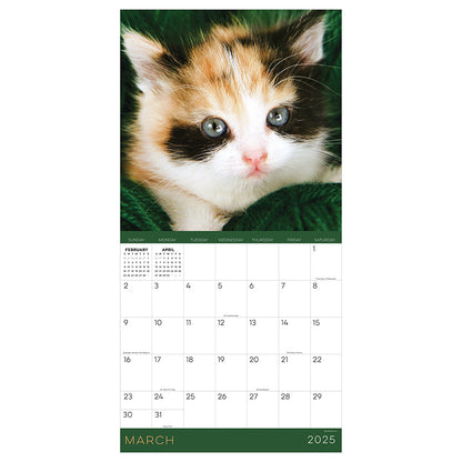 2025 Kittens Wall Calendar