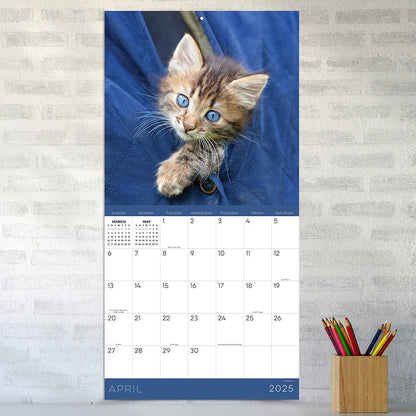 2025 Kittens Wall Calendar