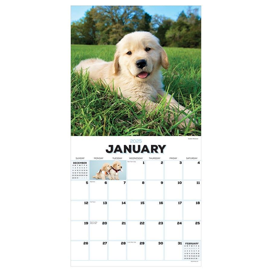 2025 Puppies Wall Calendar