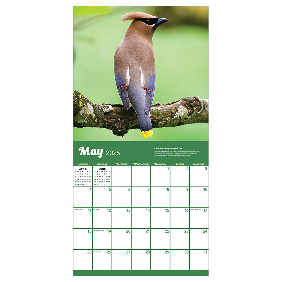 2025 Backyard Birds Wall Calendar