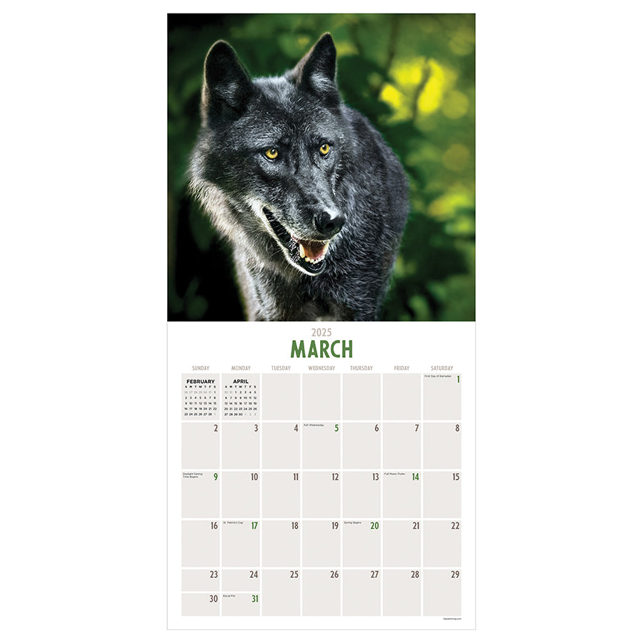 2025 Wolves Wall Calendar