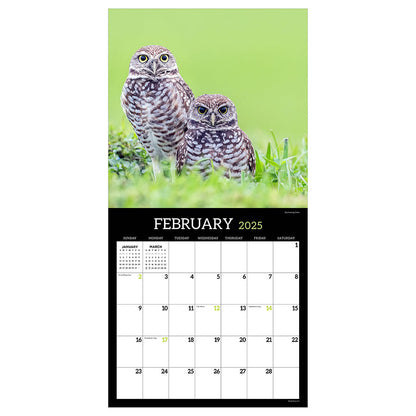 2025 Owls Wall Calendar