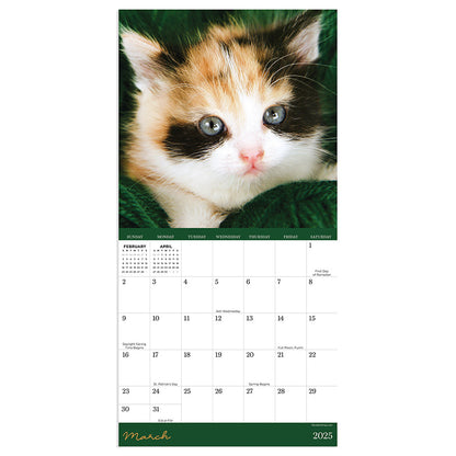 2025 Kittens Mini Calendar