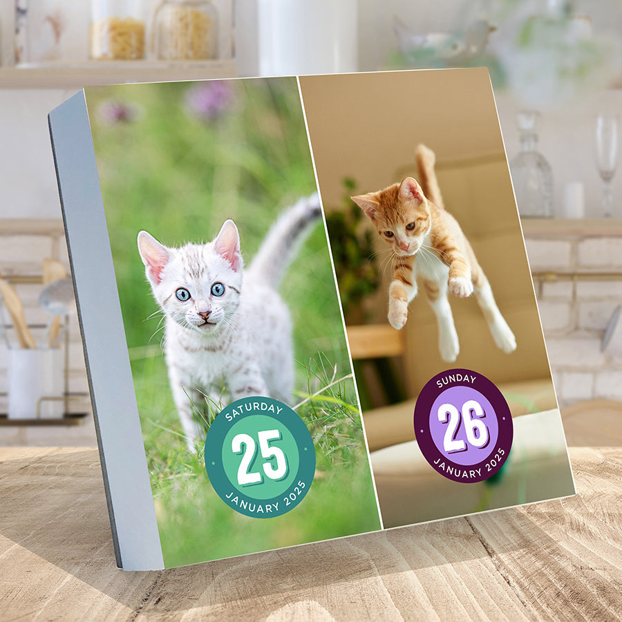 2025 Cat A Day Daily Desktop Calendar