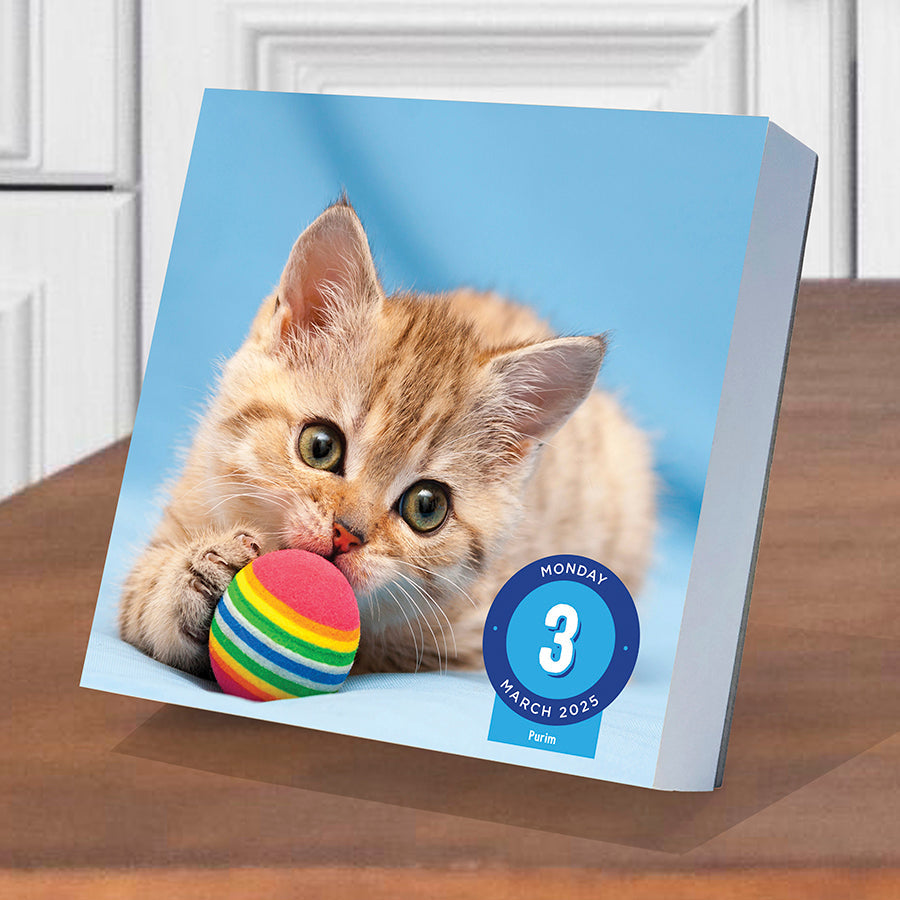 2025 Cat A Day Daily Desktop Calendar