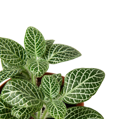 Fittonia 'White Nerve Plant'