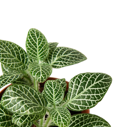 Fittonia 'White Nerve Plant'