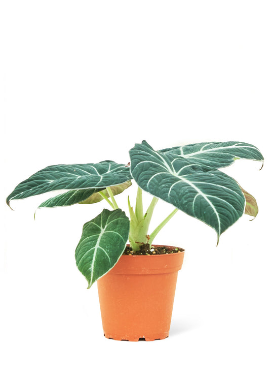 Alocasia 'Black Velvet', Small