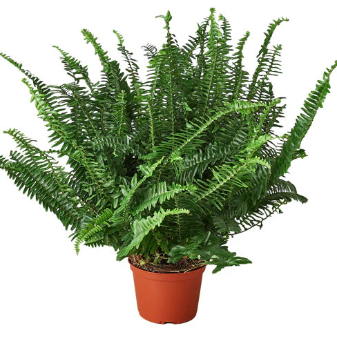 Jester's Crown Fern (Boston Fern)