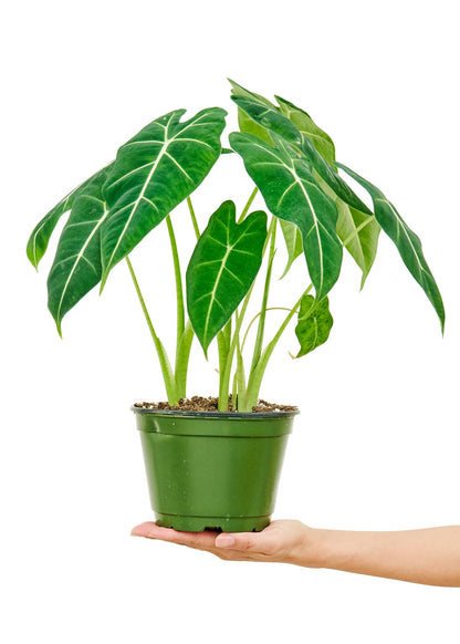 Alocasia 'Frydek', Medium