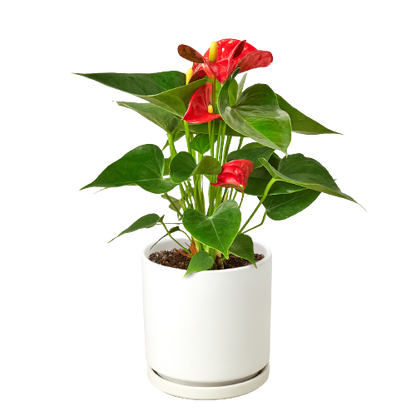 Anthurium 'Red'