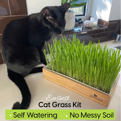 Self Watering Cat Grass Kit. Hands Down The Easiest Way to Grow Cat Grass. Everything Included to Grow 2 Large Crops of Delicious Cat Grass.