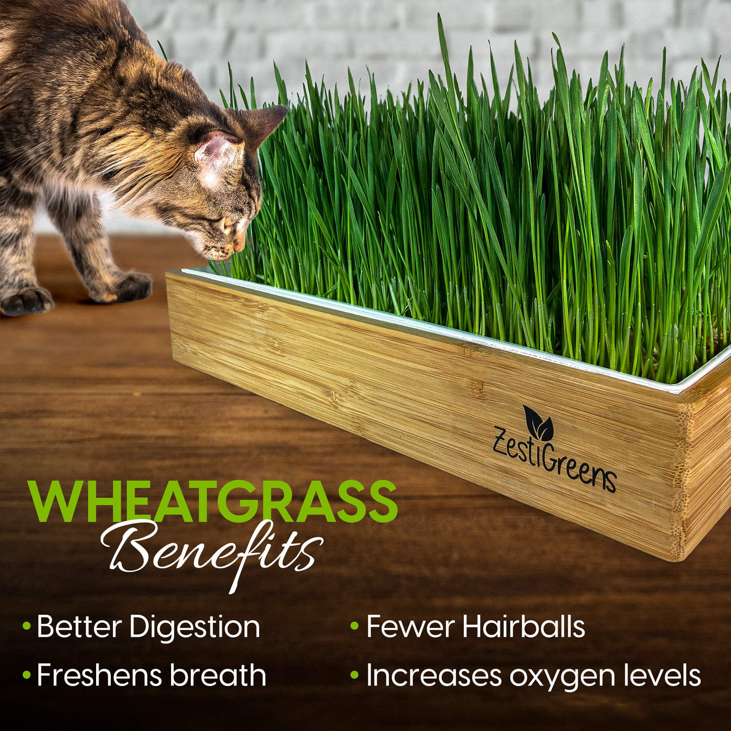 Self Watering Cat Grass Kit. Hands Down The Easiest Way to Grow Cat Grass. Everything Included to Grow 10 Large Crops of Delicious Cat Grass in Just 6 Days!.