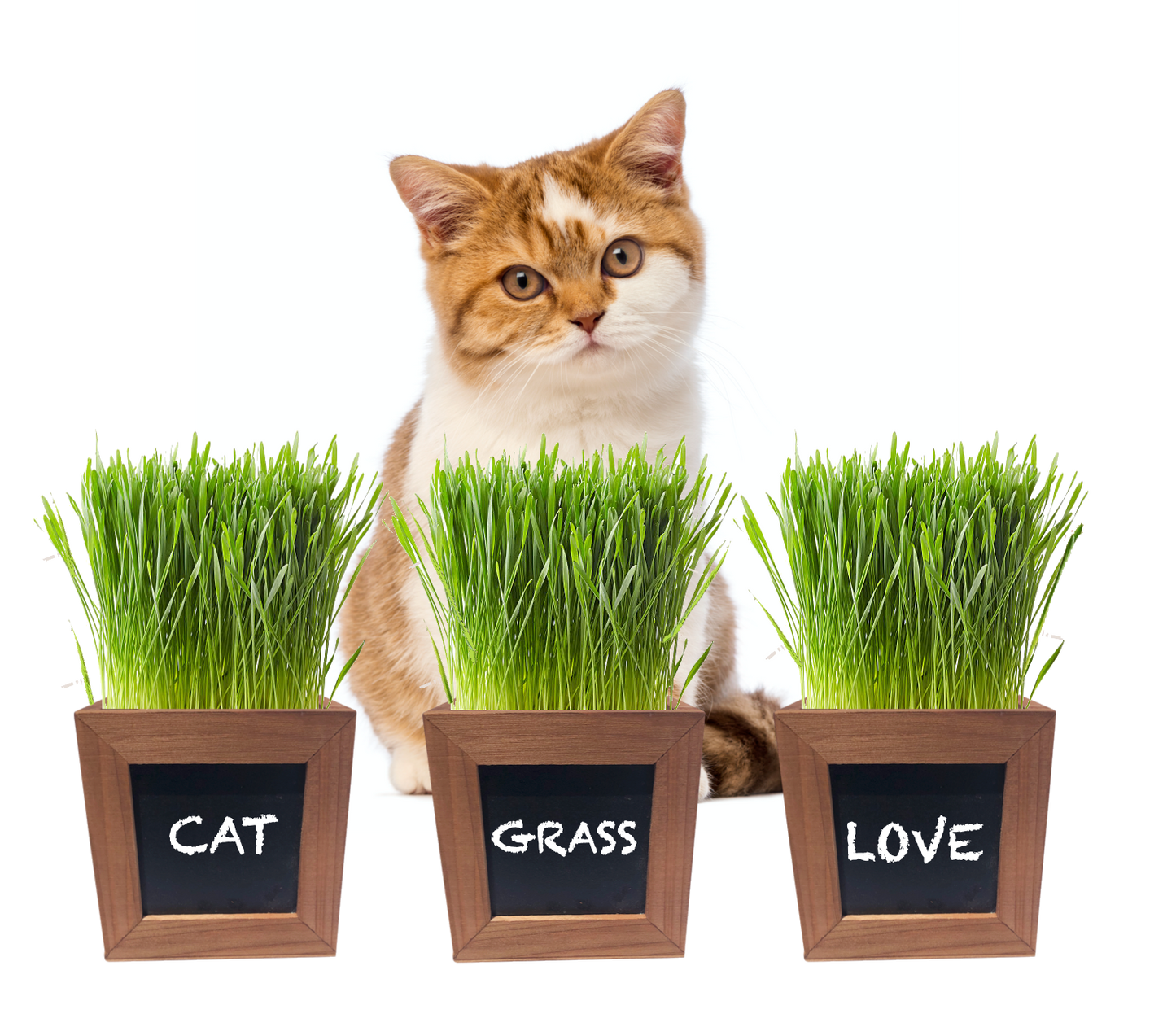 Cat Grass Growing Kit with 3 Mini Wooden Planters, Certified Organic Seeds and Soil.