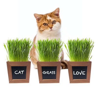 Cat Grass Growing Kit with 3 Mini Wooden Planters, Certified Organic Seeds and Soil.