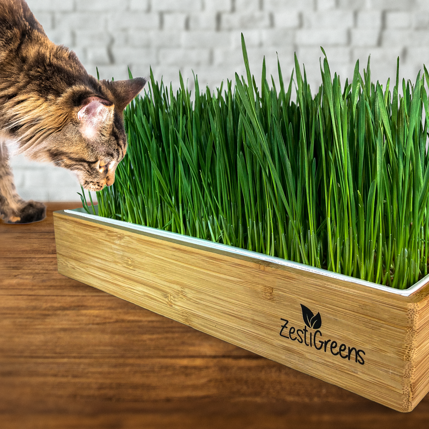 Self Watering Cat Grass Kit. Hands Down The Easiest Way to Grow Cat Grass. Everything Included to Grow 2 Large Crops of Delicious Cat Grass.