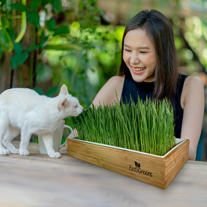 Self Watering Cat Grass Kit. Hands Down The Easiest Way to Grow Cat Grass. Everything Included to Grow 10 Large Crops of Delicious Cat Grass in Just 6 Days!.