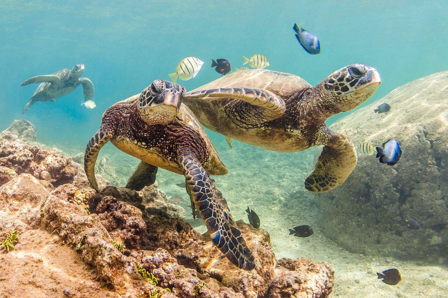 Honu Ohana - North Shore, Oahu