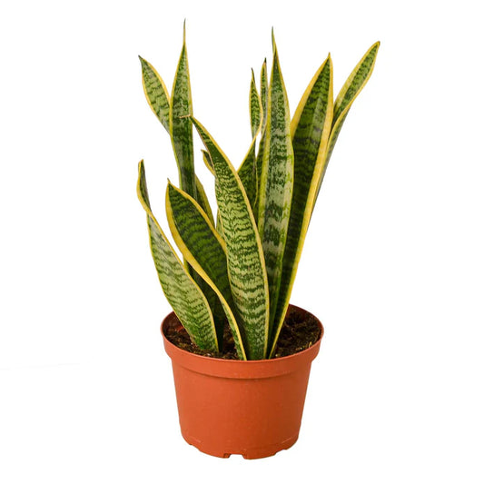 Snake Plant Laurentii  4 & 6 inch