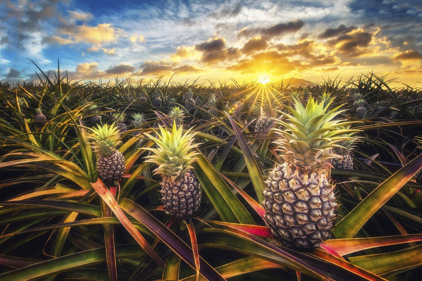 Pineapple Field - Oahu, Hawaii