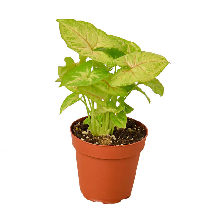 2 Syngonium Variety (Arrowhead Plant)