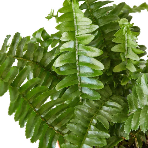 Jester's Crown Fern (Boston Fern)