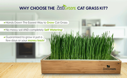 Self Watering Cat Grass Kit. Hands Down The Easiest Way to Grow Cat Grass. Everything Included to Grow 2 Large Crops of Delicious Cat Grass.