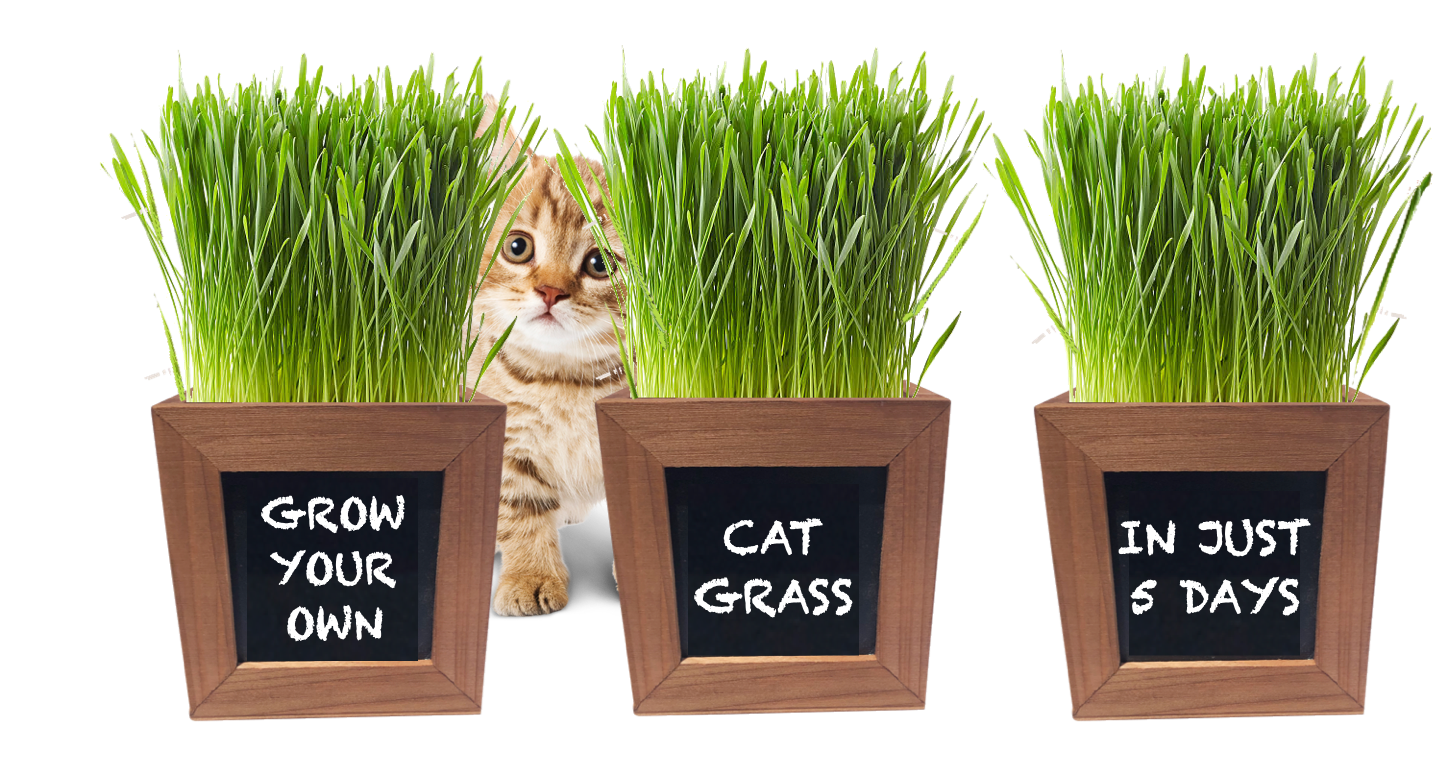 Cat Grass Growing Kit with 3 Mini Wooden Planters, Certified Organic Seeds and Soil.