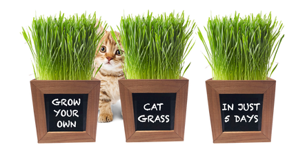 Cat Grass Growing Kit with 3 Mini Wooden Planters, Certified Organic Seeds and Soil.