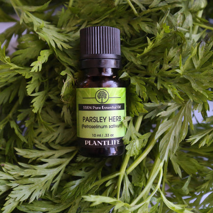 Parsley Herb Essential Oil