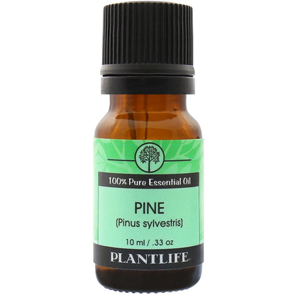 Pine Needle Essential Oil